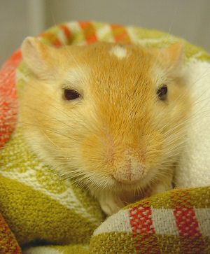 Hamster während Operation bei Tierarzt Täuber